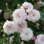 Albrighton Rambler / Олбрайтон Рамблер